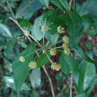 Blachia umbellata (Willd.) Baill.